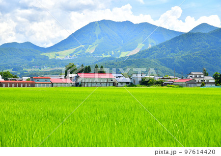 高社山/木島平スキー場方面を望む(長野県木島平村)【2022.8】 高社山/木島平スキー場方面を望む(長野県木島平村)【2022.8】 97614420