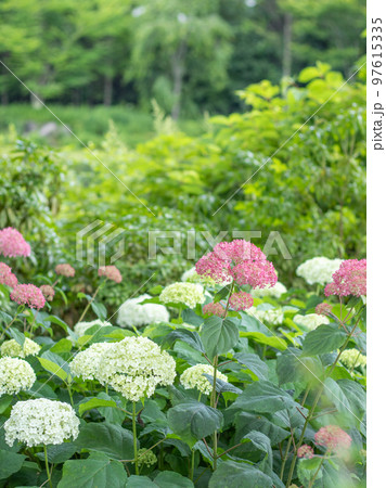 軽井沢の美しいガーデンに咲くアナベル 97615335