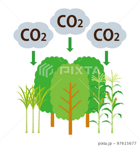 CO2を吸収する木とトウモロコシとサトウキビ 97615677