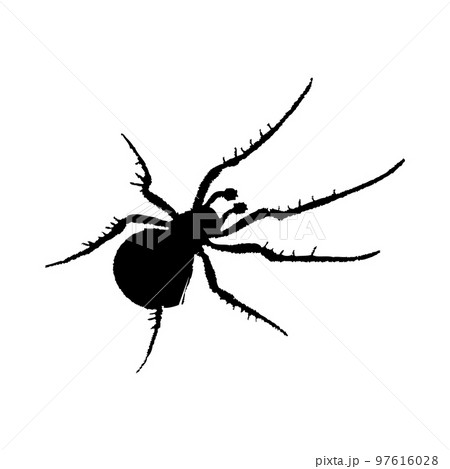 Spider Silhouette 97616028