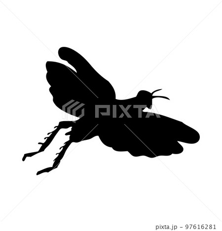 Grasshopper Silhouette Grasshopper Silhouette 97616281