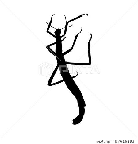 Mantis Silhouette 97616293