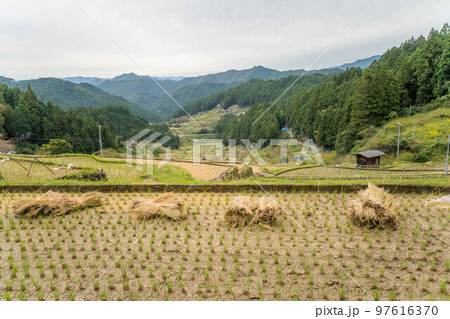 四谷の千枚田 97616370