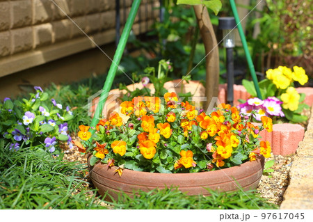 ビオラの花 97617045