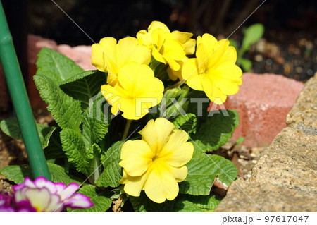 ジュリアンの花 ジュリアンの花 97617047