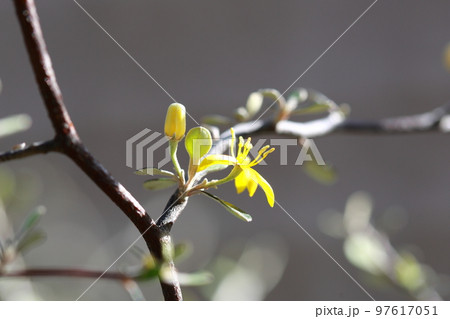 コロキアの花 コロキアの花 97617051