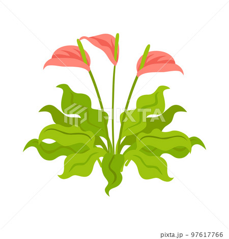 Painters Palette Plant Composition 97617766