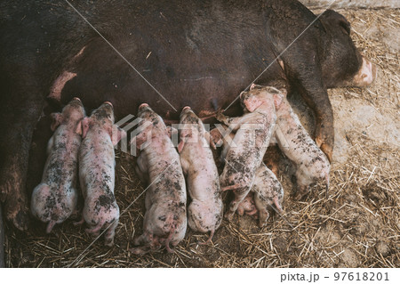 Freshly born baby pigs drink milk at your pig mother Freshly born baby pigs drink milk at your pig mother 97618201