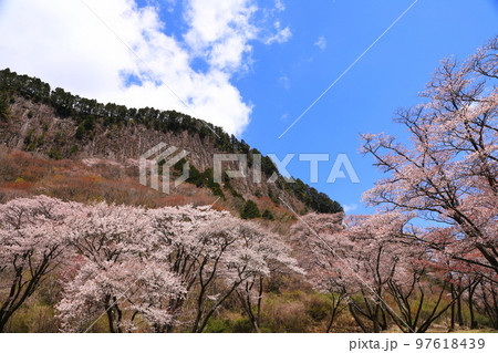 屏風岩_桜 97618439