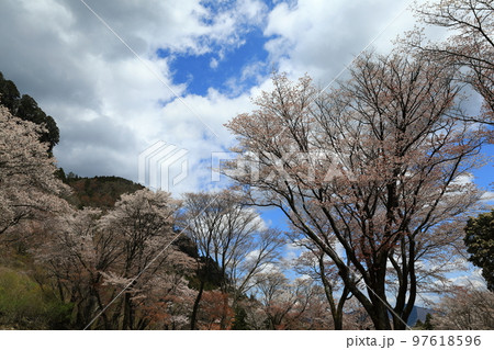 屏風岩_桜 97618596