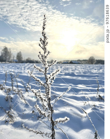 beautiful snow-covered sprig of grass in winter beautiful snow-covered sprig of grass in winter 97618639