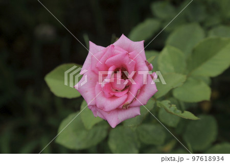 荒尾市　おもやい市民花壇　バラの花、 97618934