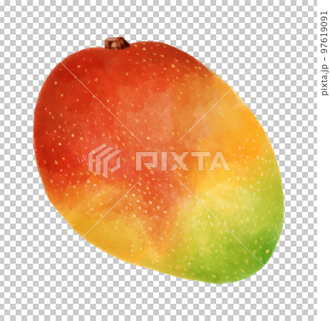 芒果水彩風格插圖 97619091