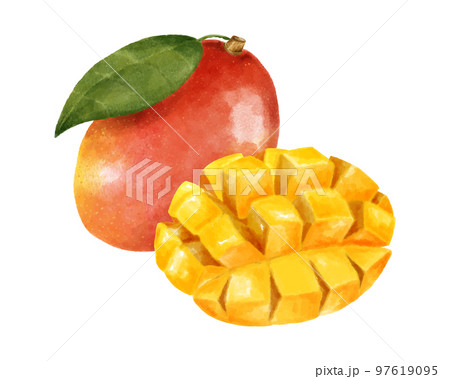 マンゴーの実とカットされたマンゴーの水彩風イラスト 97619095