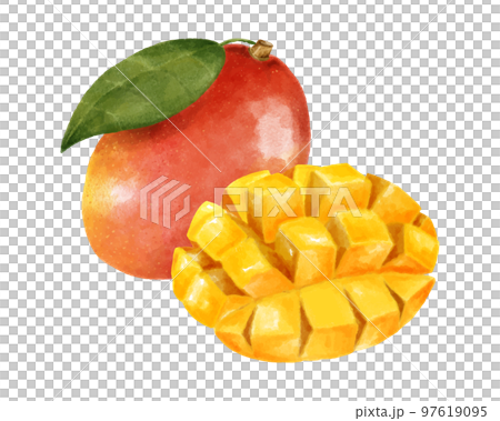 マンゴーの実とカットされたマンゴーの水彩風イラスト 97619095