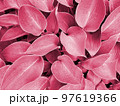 Color of year 2023. Viva Magenta. Big leaves background 97619366