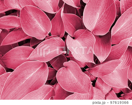 Color of year 2023. Viva Magenta. Big leaves background 97619366