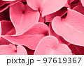 Color of year 2023.Viva magenta. Big leaves background 97619367