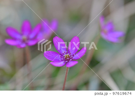 早春の花 雪割草(オオミスミソウ) 5 早春の花 雪割草(オオミスミソウ) 5 97619674