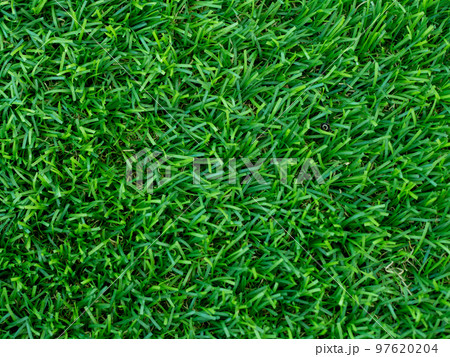 artificial green grass using for background or texture 97620204