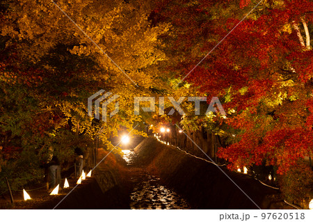 河口湖のもみじ回廊のライトアップ 河口湖のもみじ回廊のライトアップ 97620518