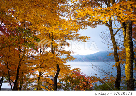 山中湖畔のライトアップされた紅葉の夕景（旭日丘湖畔緑地公園） 97620573