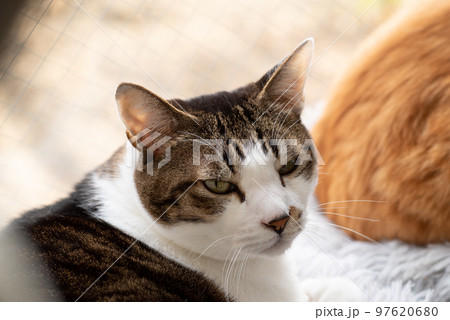 見つめる猫 キジトラ猫 見つめる猫 キジトラ猫 97620680