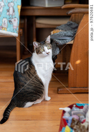 見つめる猫 キジトラ猫 見つめる猫 キジトラ猫 97620681
