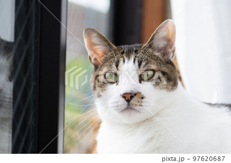 見つめる猫　キジトラ猫 97620687