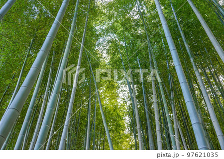 都会の緑　竹林の小径（世田谷区喜多見） 97621035