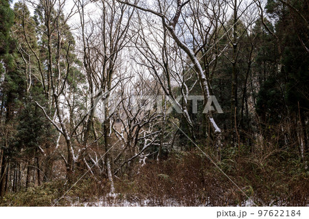 冬の菊池渓谷雪景色 冬の菊池渓谷雪景色 97622184