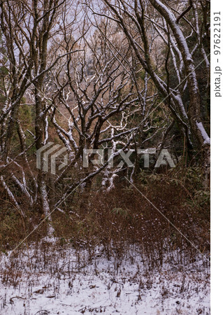 冬の菊池渓谷雪景色 97622191