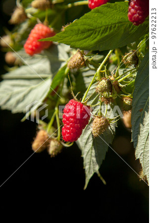 Ripe and unripe raspberry in the fruit garden. Growing natural bush of raspberry. Branch of raspberry in sunlight. 97622213