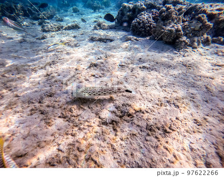 Speckled sandperch fish (Parapercis hexophthalma) on sand at coral reef.. 97622266