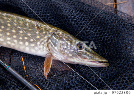 Freshwater pike and fishing equipment lies on landing net. Composition on wooden background with yellow leaves.. Freshwater pike and fishing equipment lies on landing net. Composition on wooden background with yellow leaves.. 97622306