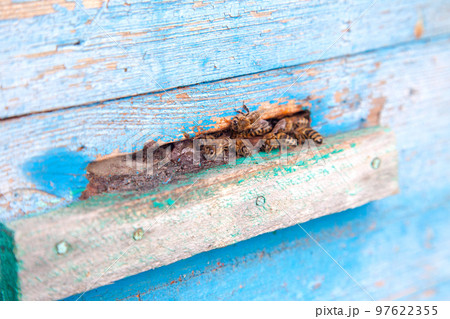 Swarming bees at the entrance of blue beehive in apiary.. 97622355