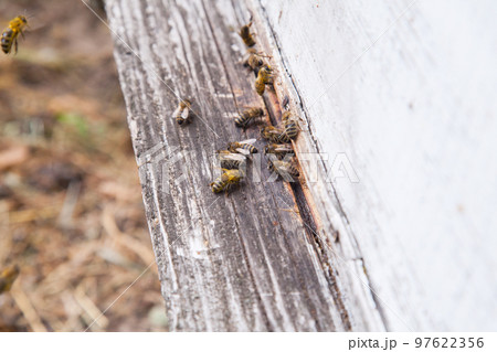 Swarming bees at the entrance of white beehive in apiary.. 97622356