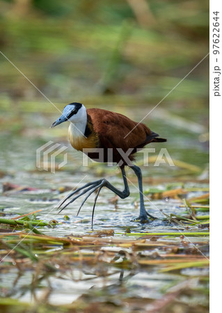 African jacana crosses floating waterlilies lifting foot African jacana crosses floating waterlilies lifting foot 97622644