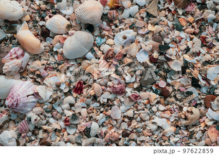 Close-up seashells on beach sand summer day. Abstract ocean background pattern collection 97622859