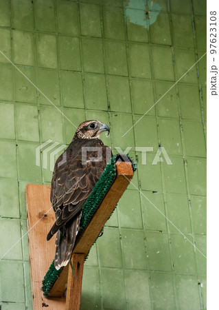 An eagle and a falcon sit on a close-up branch An eagle and a falcon sit on a close-up branch 97623108