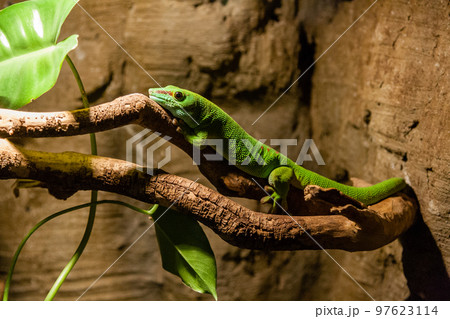 Green gecko lizard sits on a close-up branch 97623114