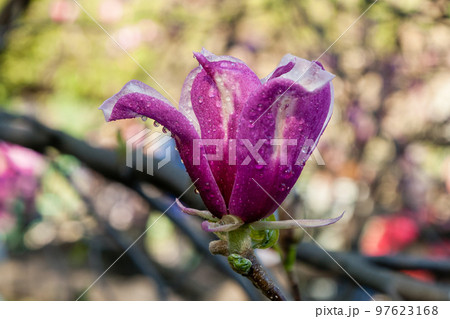Bud of beautiful spring magnolia 97623168