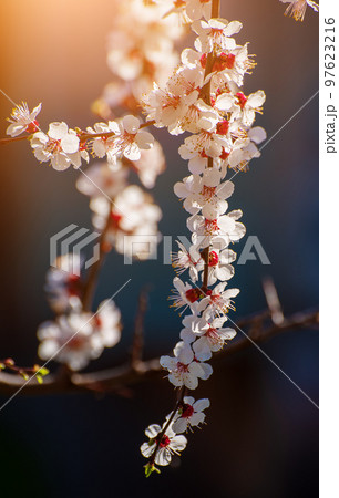 Apricot tree blossoms Apricot tree blossoms 97623216