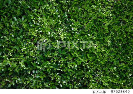 Close-up of the green foliage of a pruned bush 97623349