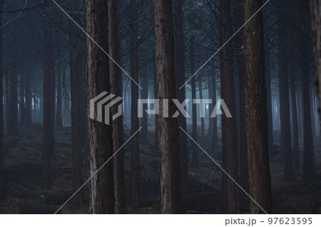 霧のスギ林 97623595