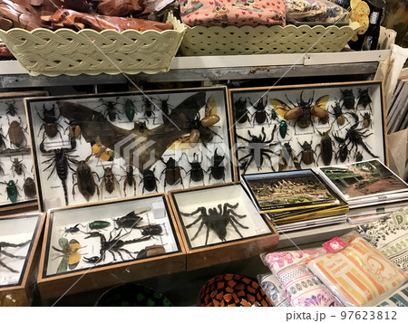 ナイトマーケットで売っているコウモリなどの標本 ナイトマーケットで売っているコウモリなどの標本 97623812