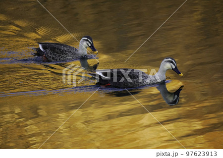 黄昏どきのカルガモ 黄昏どきのカルガモ 97623913