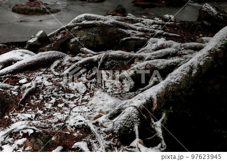 【北海道美瑛町】雪化粧の木 97623945