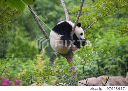 木の上の小パンダ 97623957