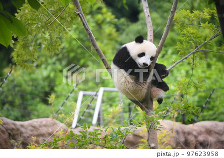 木の上の小パンダ 97623958